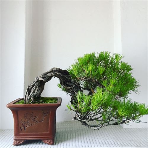世界で通じる〝BONSAI〟暮らしに寄り添う盆栽から日本伝統を知る 世界で通じる〝BONSAI〟暮らしに寄り添う盆栽から日本伝統を知る